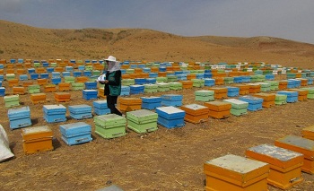 اقبال کشاورزان شهرستان میانه به پرورش زنبورعسل بیشتر شده است